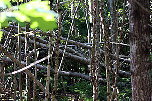 Klicka på bilden för större version

Namn: bäverskog.jpg
Visningar: 154
Storlek: 209,9 KB
ID: 2340477