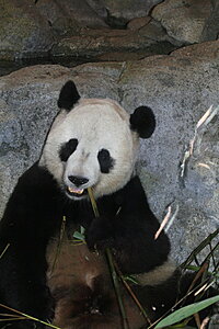 Klicka på bilden för större version

Namn: pandan.jpg
Visningar: 101
Storlek: 209,9 KB
ID: 2340521