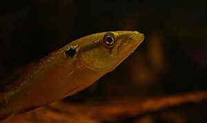Klicka på bilden för större version

Namn: drakfisken.jpg
Visningar: 85
Storlek: 28,2 KB
ID: 2340773