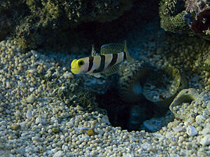 Klicka på bilden för större version

Namn: 090105-ensam-1.jpg
Visningar: 117
Storlek: 150,3 KB
ID: 2340800