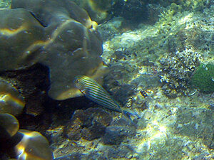 Klicka på bilden för större version

Namn: 090117-A-lineatus.jpg
Visningar: 95
Storlek: 151,2 KB
ID: 2340926