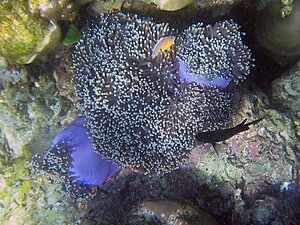 Klicka på bilden för större version

Namn: 090117-amphiprion-sandaraci.jpg
Visningar: 96
Storlek: 162,9 KB
ID: 2340927