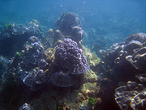 Klicka på bilden för större version

Namn: 090117-korall-1.jpg
Visningar: 103
Storlek: 152,7 KB
ID: 2340933