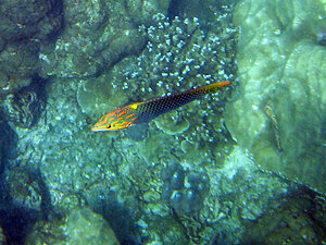 Klicka på bilden för större version

Namn: 090117-okänd-gylta.jpg
Visningar: 102
Storlek: 178,4 KB
ID: 2340936