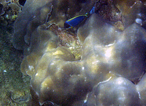 Klicka på bilden för större version

Namn: 090117-vitbröstad-kirurg.jpg
Visningar: 105
Storlek: 181,4 KB
ID: 2340945