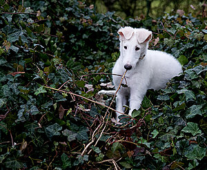 Klicka på bilden för större version

Namn: 9v-6-dagar.jpg
Visningar: 105
Storlek: 171,0 KB
ID: 2340948