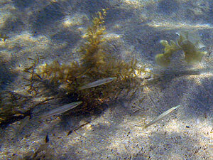Klicka på bilden för större version

Namn: narima-horngädda.jpg
Visningar: 118
Storlek: 193,4 KB
ID: 2340981