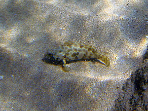 Klicka på bilden för större version

Namn: narima-krabat.jpg
Visningar: 103
Storlek: 192,5 KB
ID: 2340983