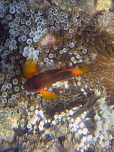 Klicka på bilden för större version

Namn: parad-clown.jpg
Visningar: 125
Storlek: 164,5 KB
ID: 2341062