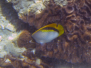 Klicka på bilden för större version

Namn: parad-fjäril.jpg
Visningar: 123
Storlek: 192,4 KB
ID: 2341065