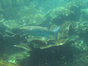 Klicka på bilden för större version

Namn: parad-multe.jpg
Visningar: 122
Storlek: 176,2 KB
ID: 2341066