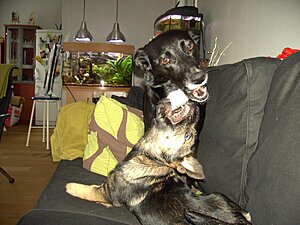 Klicka på bilden för större version

Namn: PICT8318.jpg
Visningar: 147
Storlek: 152,3 KB
ID: 2341084
