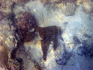 Klicka på bilden för större version

Namn: batfish.jpg
Visningar: 112
Storlek: 146,5 KB
ID: 2341096
