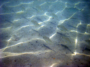 Klicka på bilden för större version

Namn: sandfisk.jpg
Visningar: 108
Storlek: 150,4 KB
ID: 2341098