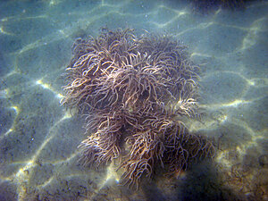 Klicka på bilden för större version

Namn: gorgonia.jpg
Visningar: 110
Storlek: 169,2 KB
ID: 2341103