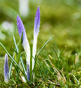 Klicka på bilden för större version

Namn: krokus1.jpg
Visningar: 121
Storlek: 671,5 KB
ID: 2341128