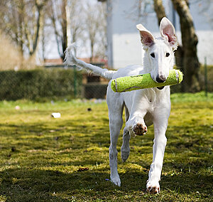 Klicka på bilden för större version

Namn: 3426392945_567581e11c.jpg
Visningar: 104
Storlek: 148,3 KB
ID: 2341197