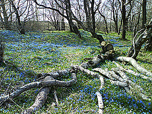Klicka på bilden för större version

Namn: scilla4.jpg
Visningar: 104
Storlek: 236,1 KB
ID: 2341204