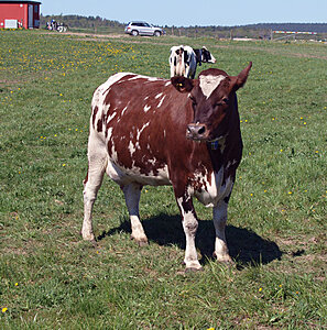 Klicka på bilden för större version

Namn: Betessläpp 4.jpg
Visningar: 203
Storlek: 400,4 KB
ID: 2341242