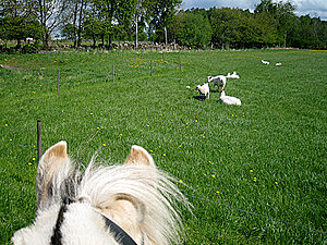 Klicka på bilden för större version

Namn: lancemaj3.jpg
Visningar: 115
Storlek: 352,2 KB
ID: 2341288