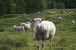 Klicka på bilden för större version

Namn: Får.JPG
Visningar: 136
Storlek: 48,8 KB
ID: 2341410