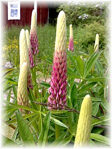 Klicka på bilden för större version

Namn: lupin1.jpg
Visningar: 114
Storlek: 170,6 KB
ID: 2341431