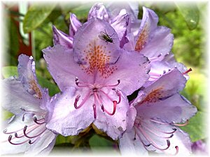 Klicka på bilden för större version

Namn: rododendron1.jpg
Visningar: 127
Storlek: 89,3 KB
ID: 2341434
