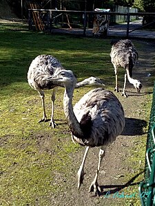 Klicka på bilden för större version

Namn: zooemu.jpg
Visningar: 143
Storlek: 136,9 KB
ID: 2341640
