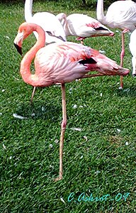 Klicka på bilden för större version

Namn: zooflamingo.jpg
Visningar: 162
Storlek: 120,0 KB
ID: 2341641