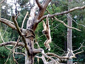 Klicka på bilden för större version

Namn: zootarzan.jpg
Visningar: 152
Storlek: 123,4 KB
ID: 2341644