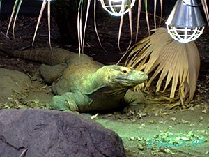 Klicka på bilden för större version

Namn: zookomodovaran.jpg
Visningar: 142
Storlek: 79,6 KB
ID: 2341645