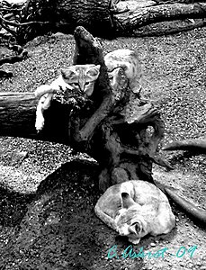 Klicka på bilden för större version

Namn: zoosandkatt.jpg
Visningar: 126
Storlek: 201,0 KB
ID: 2341649