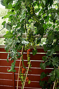 Klicka på bilden för större version

Namn: tomato1.jpg
Visningar: 98
Storlek: 516,7 KB
ID: 2341653