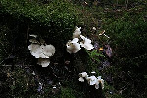 Klicka på bilden för större version

Namn: porslinssvamp.JPG
Visningar: 140
Storlek: 99,9 KB
ID: 2341683
