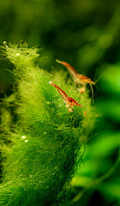 Klicka på bilden för större version

Namn: cr3.jpg
Visningar: 127
Storlek: 224,3 KB
ID: 2341743