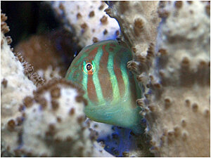 Klicka på bilden för större version

Namn: 100129-korallgoby.jpg
Visningar: 114
Storlek: 138,8 KB
ID: 2341828