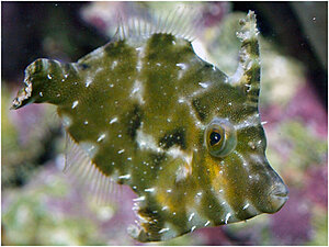 Klicka på bilden för större version

Namn: 100129-filfisk.jpg
Visningar: 132
Storlek: 145,2 KB
ID: 2341830