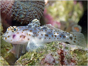 Klicka på bilden för större version

Namn: 100129-sandgoby.jpg
Visningar: 129
Storlek: 160,6 KB
ID: 2341834