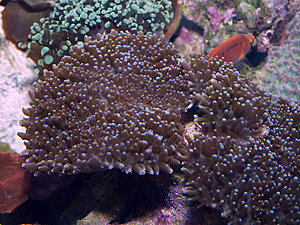 Klicka på bilden för större version

Namn: 100101-hairy-mushrom.jpg
Visningar: 146
Storlek: 189,7 KB
ID: 2341856