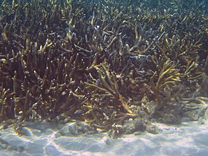 Klicka på bilden för större version

Namn: acropora.jpg
Visningar: 132
Storlek: 131,2 KB
ID: 2341973