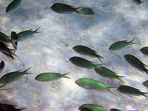 Klicka på bilden för större version

Namn: chromis1.jpg
Visningar: 139
Storlek: 193,4 KB
ID: 2341986