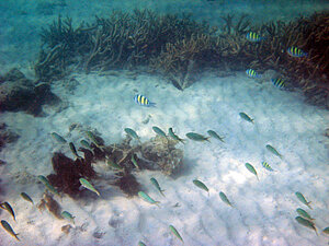 Klicka på bilden för större version

Namn: chromis2.jpg
Visningar: 133
Storlek: 153,2 KB
ID: 2341987