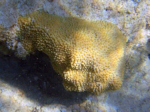 Klicka på bilden för större version

Namn: korall-9.jpg
Visningar: 123
Storlek: 161,2 KB
ID: 2342002