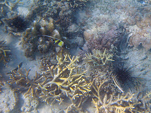 Klicka på bilden för större version

Namn: morish.jpg
Visningar: 125
Storlek: 178,3 KB
ID: 2342007
