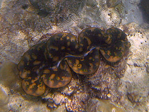 Klicka på bilden för större version

Namn: mussla5.jpg
Visningar: 146
Storlek: 186,4 KB
ID: 2342040