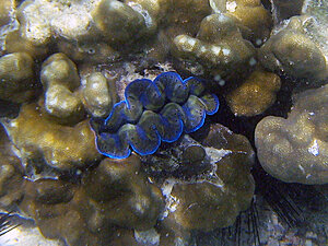 Klicka på bilden för större version

Namn: mussla6.jpg
Visningar: 135
Storlek: 191,8 KB
ID: 2342041