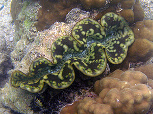 Klicka på bilden för större version

Namn: mussla7.jpg
Visningar: 136
Storlek: 190,8 KB
ID: 2342042