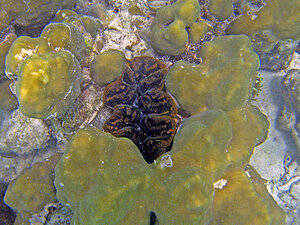 Klicka på bilden för större version

Namn: mussla9.jpg
Visningar: 132
Storlek: 182,2 KB
ID: 2342044