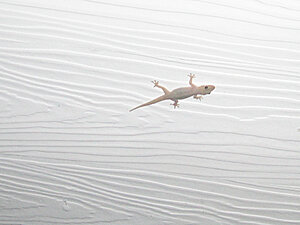 Klicka på bilden för större version

Namn: visitor.jpg
Visningar: 145
Storlek: 188,2 KB
ID: 2342056