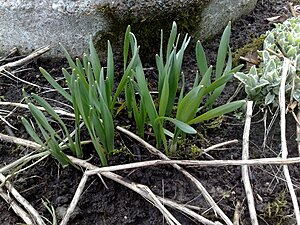 Klicka på bilden för större version

Namn: påsklilja6april-10.jpg
Visningar: 97
Storlek: 243,1 KB
ID: 2342080